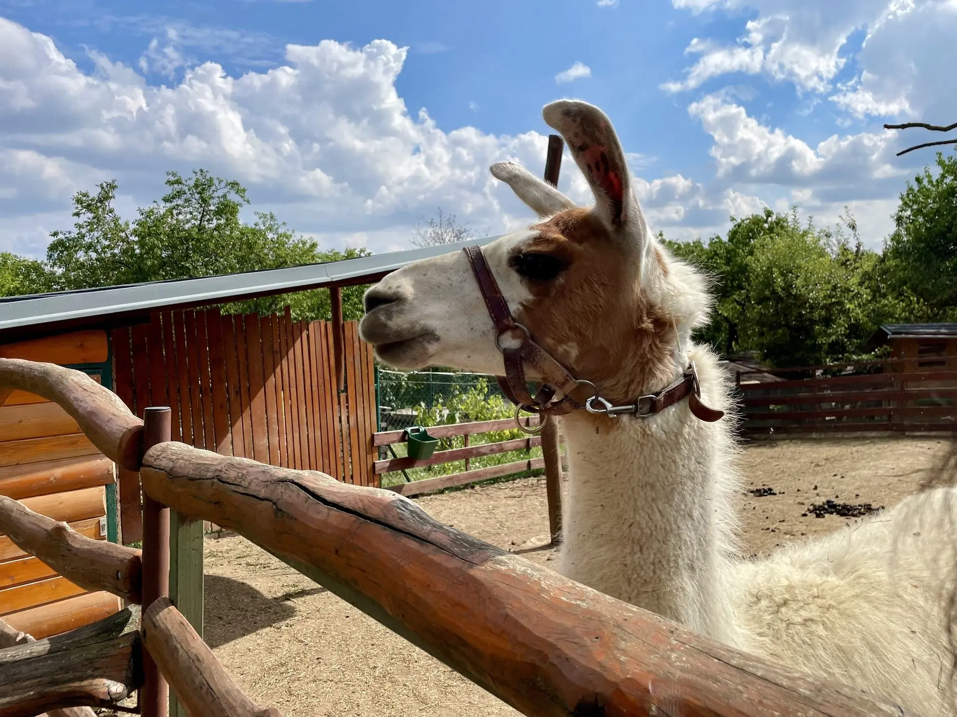 Mája při stříhání