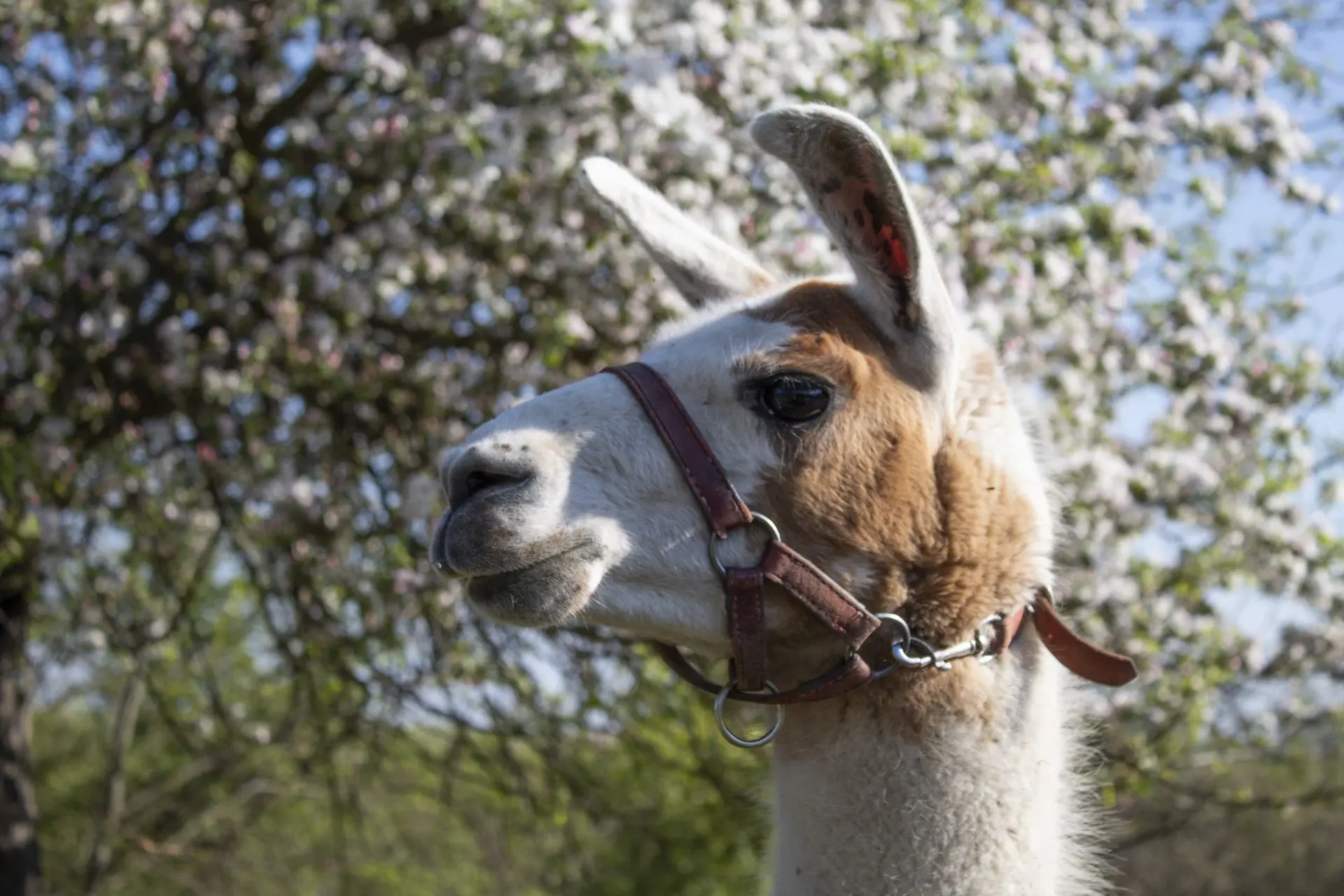 Lama Mája