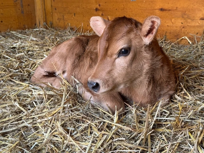 Telátko Cecil - druhý syn Mie