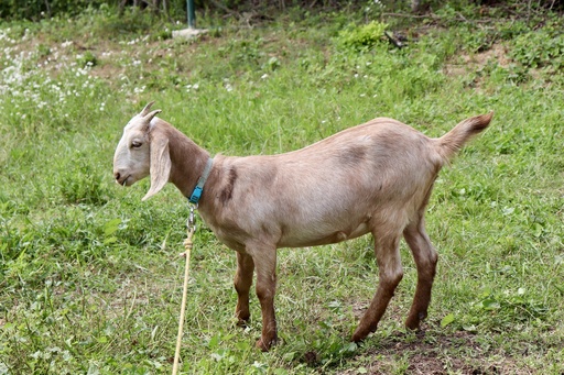 Procházka s kozou