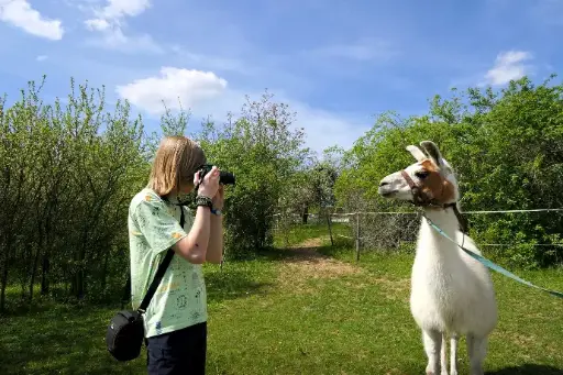 Rezervace procházky s lamou