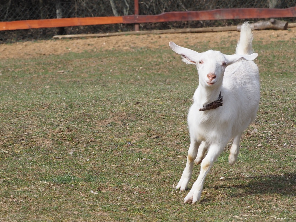 Dárkový poukaz Procházka s kozou (2 osoby)