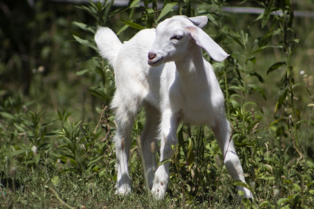 Členství – Patron