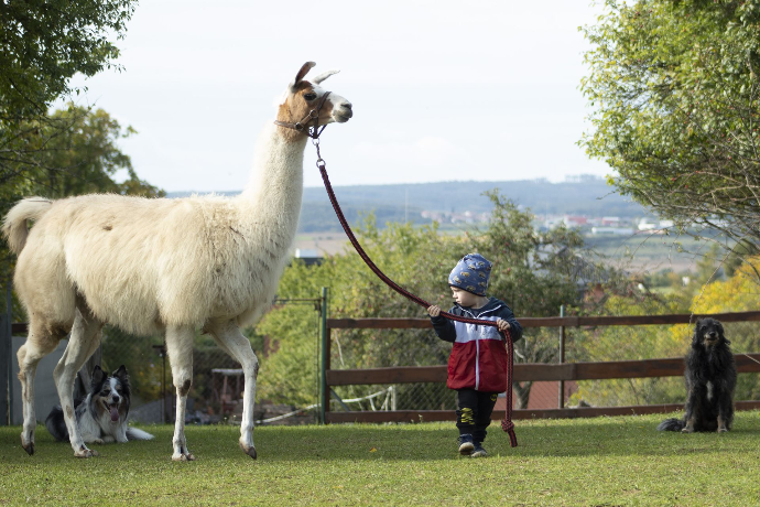 Procházka s lamou Májou (až 2 osoby)