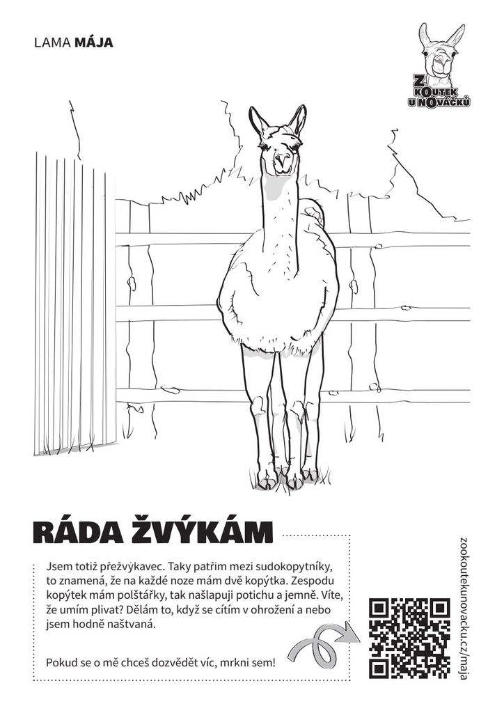 Lama Mája — omalovánka ze Zookoutku u Nováčků