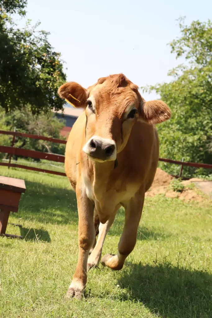 🥛 Bačkora objevuje: Kde se bere mléko?
