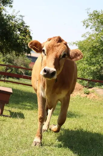 🥛 Bačkora objevuje: Kde se bere mléko?