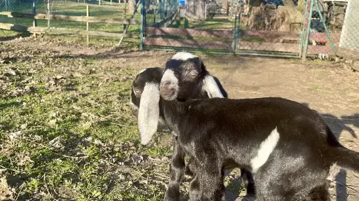 Pojďte s námi za kůzlátky