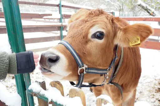Krávovinky, aneb jak žije kráva