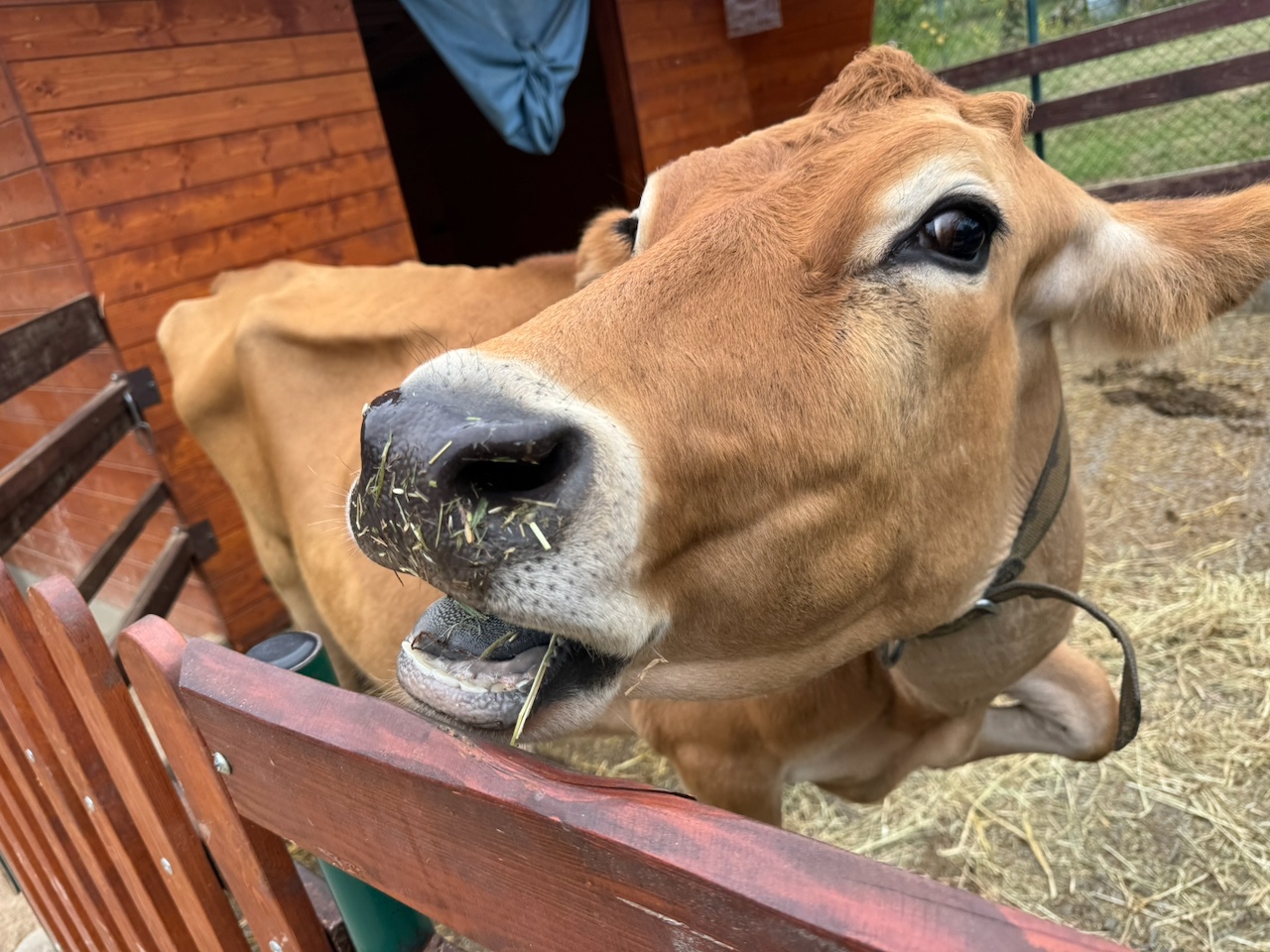 Kráva Mia v areálu