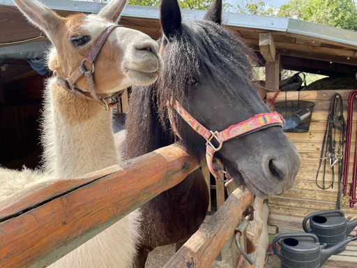 Vítejte! - Hodnoty a pravidla spolku Zookoutek z.s.